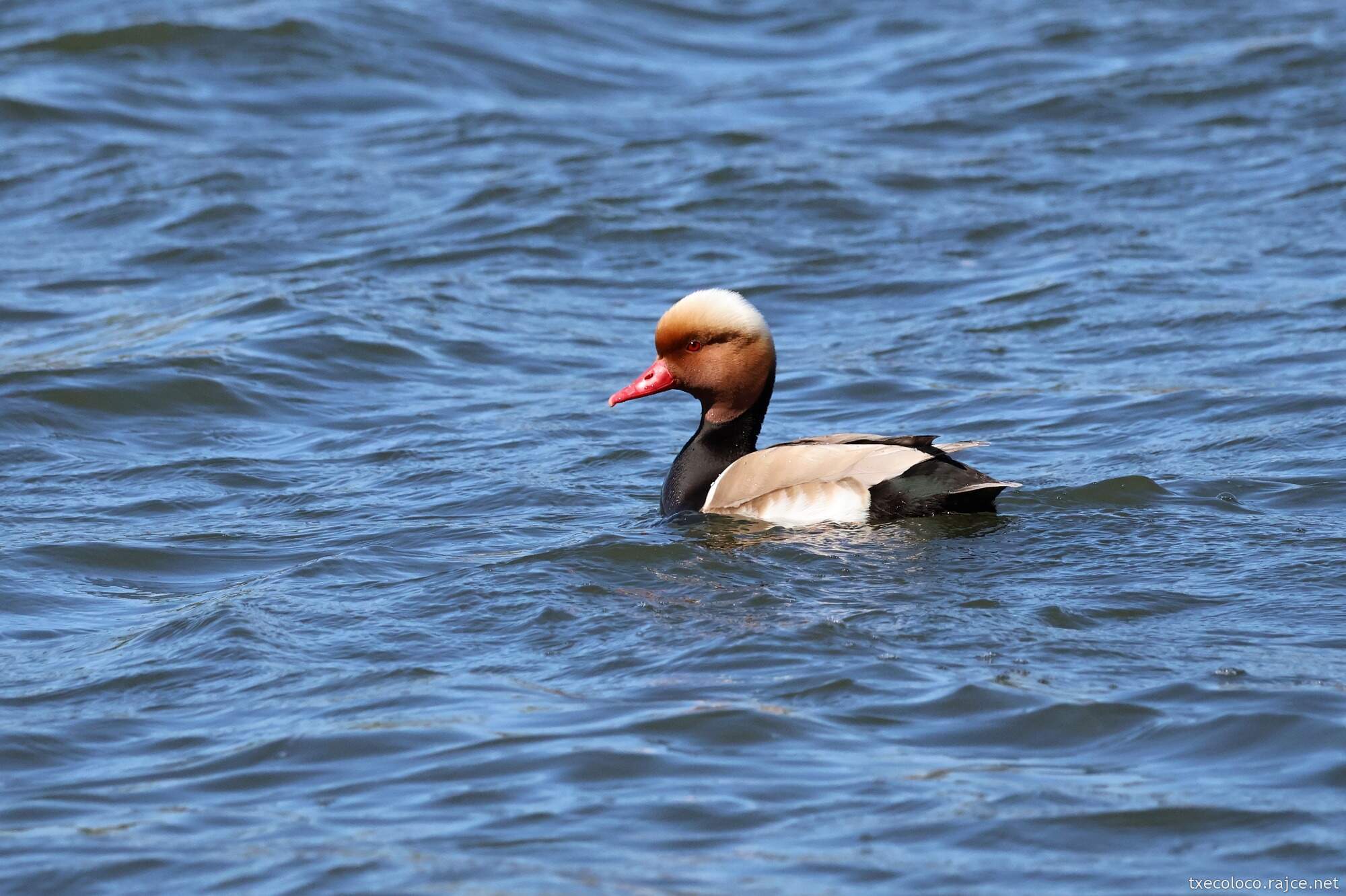 Private Mutěnice Ponds Birding with Petr Suvorov