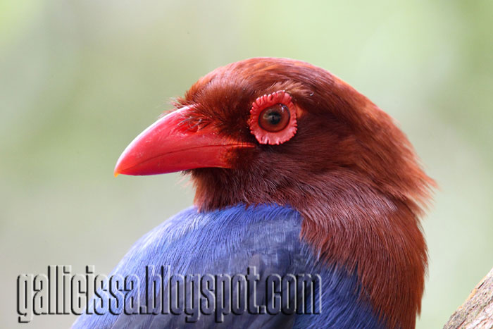 Private 14-Day Sri Lanka Absolute Birding Tour