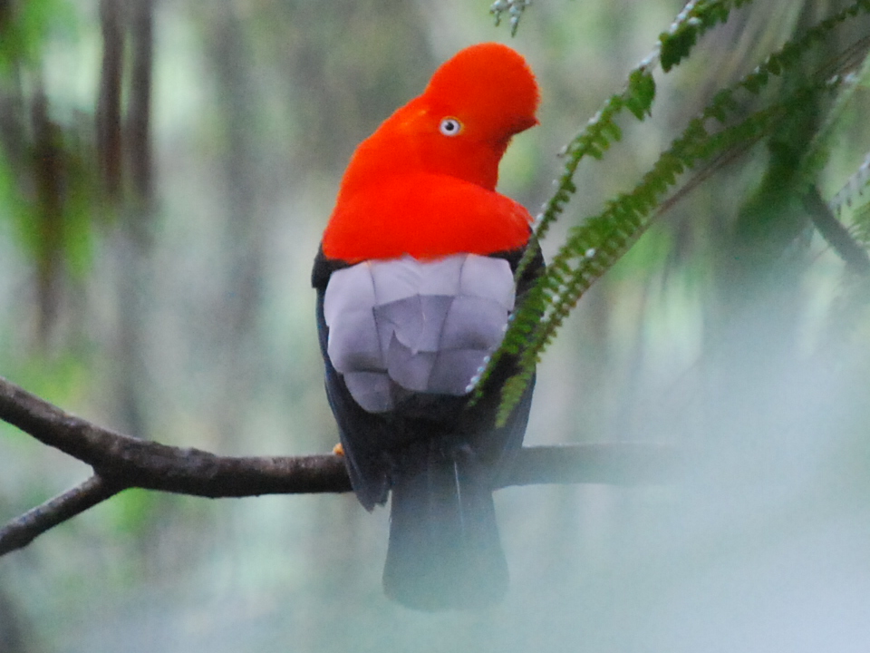 Private 8-Day Manu Bird and Butterfly Watching Tour