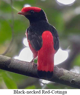 Small-Group Amazon Lowlands/Iquitos Tour