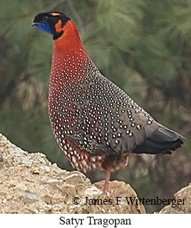 Small-Group Bhutan Standard Birding Tour