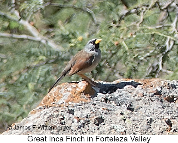 Small-Group Central Peru Birding Tour