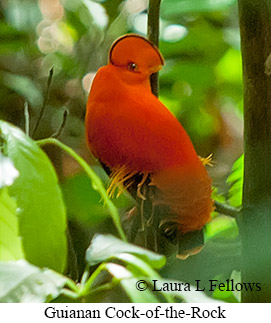 Small-Group Classic Guyana Birding Tour