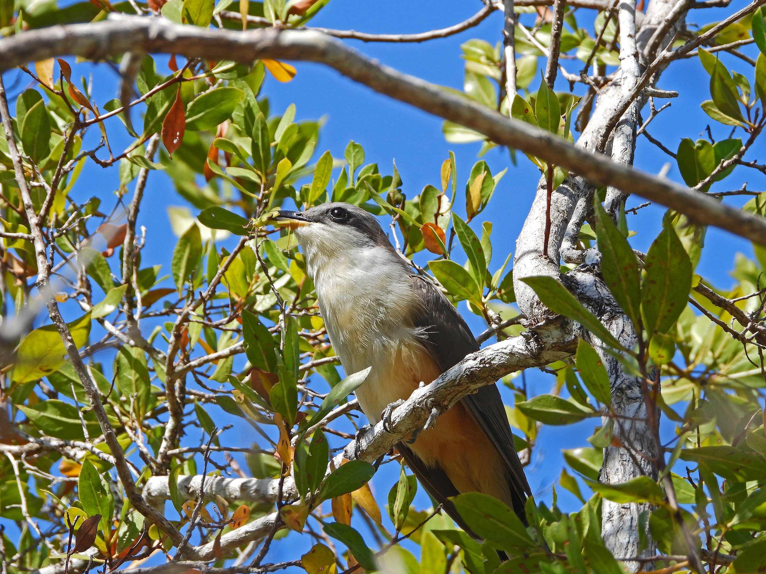 Private Custom South Florida Birding Day