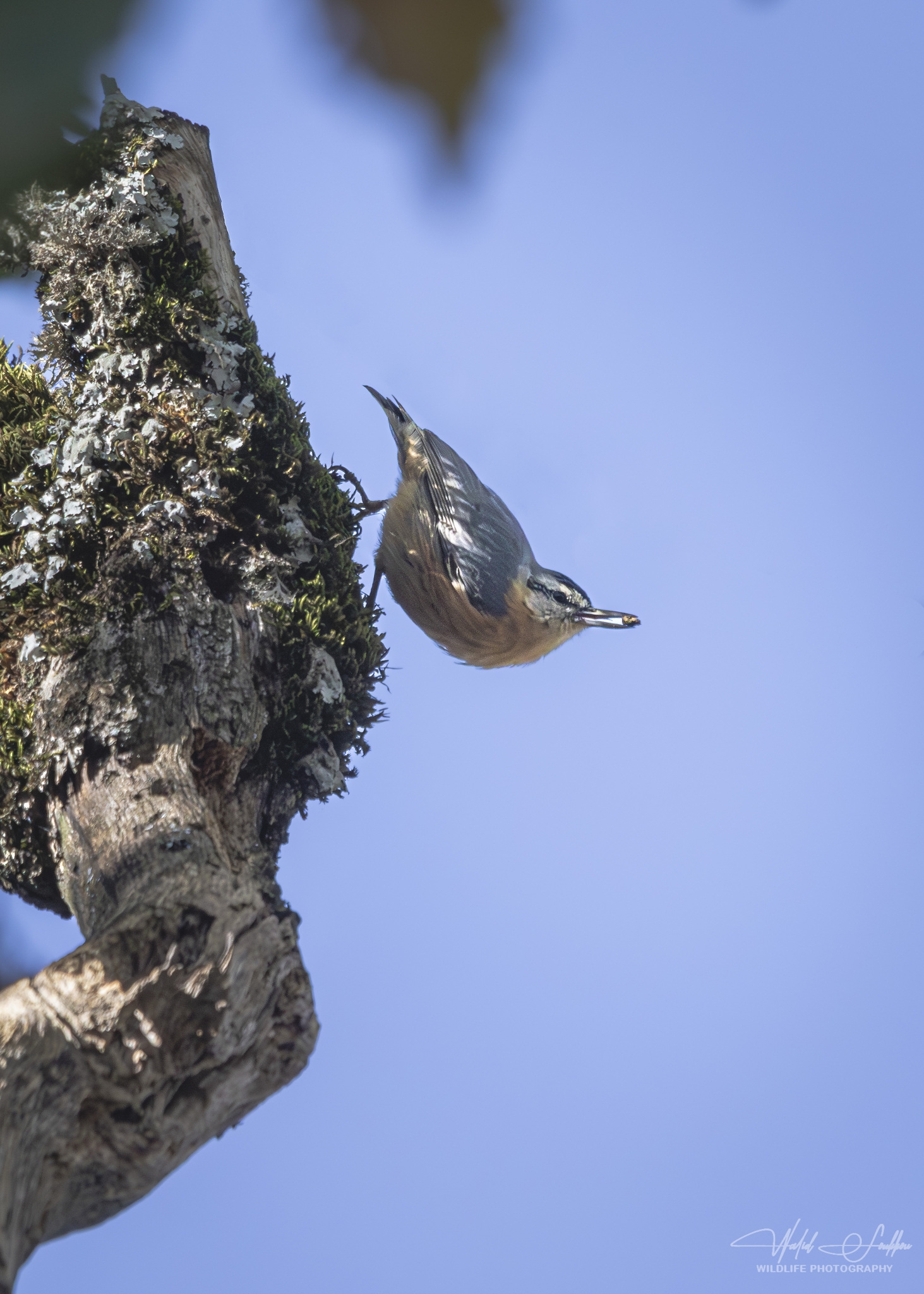 Private Djimla Forest Algerian Nuthatch Birding