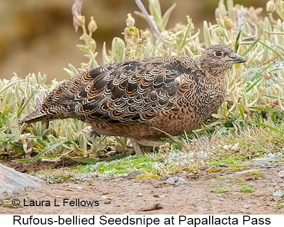 Small-Group Eastern Andes Birding Tour