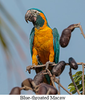 Small-Group Eastern Bolivia Tour