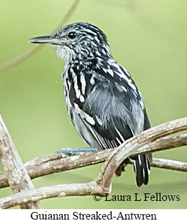 Small-Group Extended Guyana Birding Tour