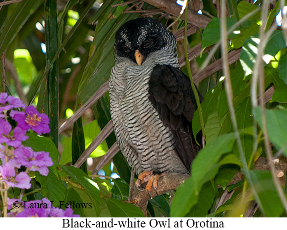 Small-Group Grand Costa Rica Birding Tour