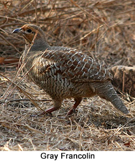 Small-Group India Birds & Tigers Tour