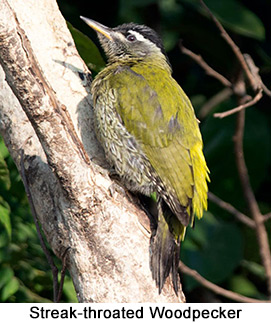 Small-Group India Western Ghats Birding Tour