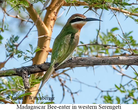 Small-Group Madagascar Basic Birding Tour