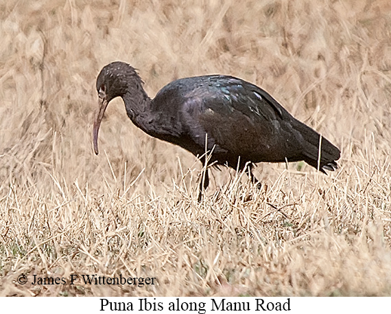 Small-Group Manu Road Tour