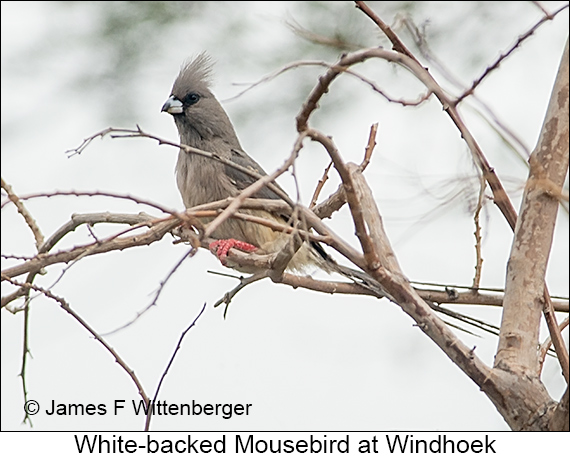 Small-Group Namibia Comprehensive Tour