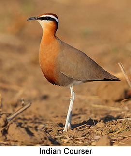 Small-Group Northwest India Birding Tour