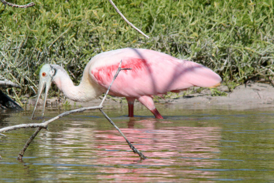 Private Rio Lagartos Birdwatching and Photography Boat Tour