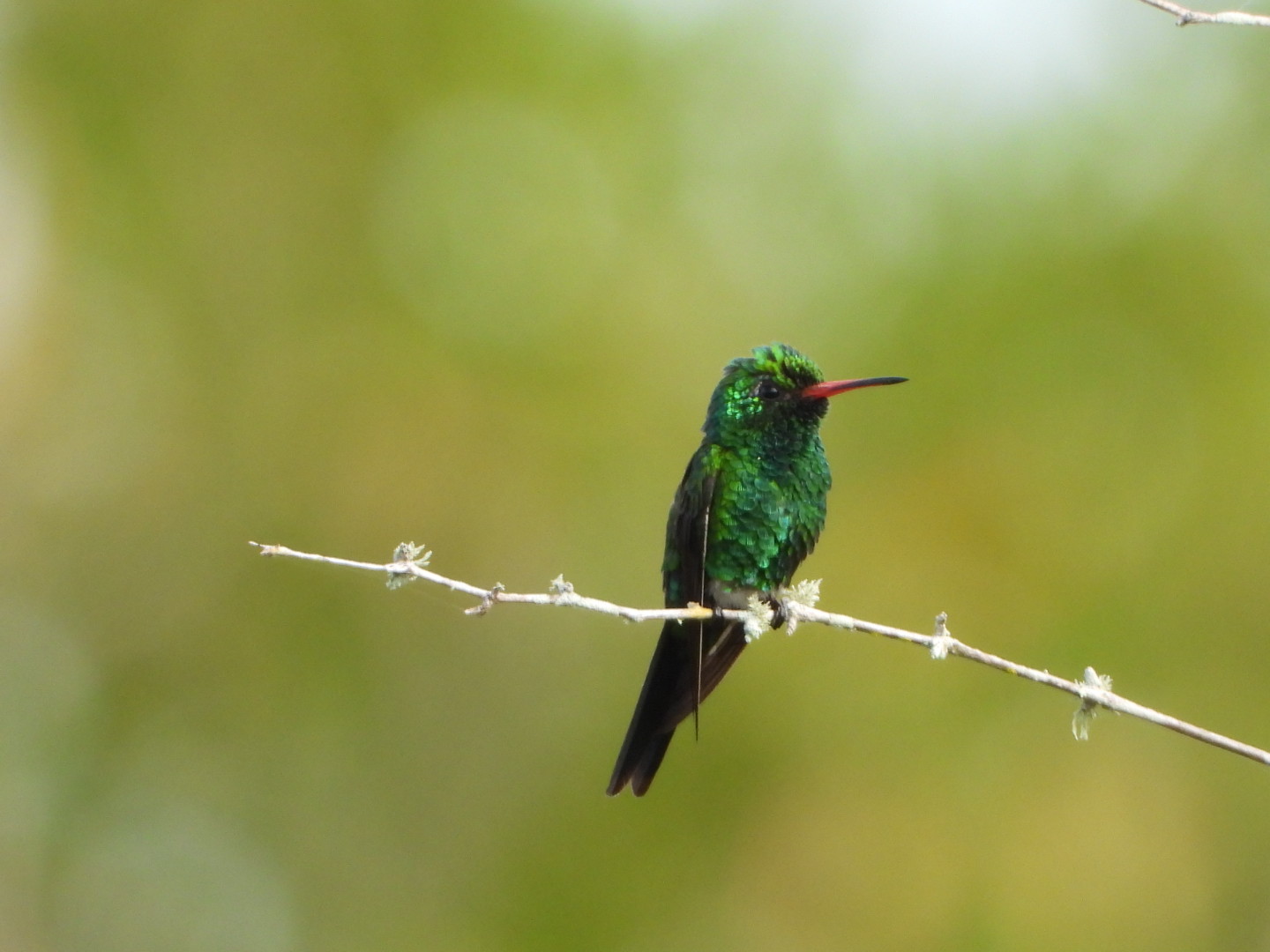 Private Rio Lagartos Land Birding and Photography Tour