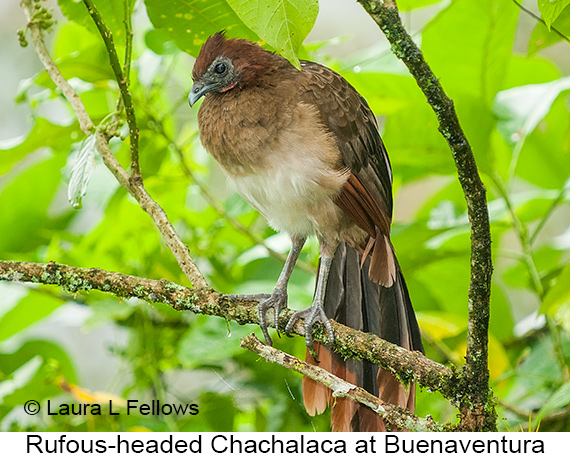 Small-Group Southern Ecuador Birding Tour