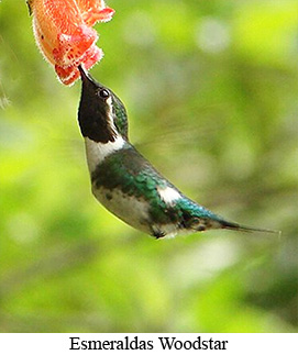 Small-Group Southern Ecuador Tour Extension