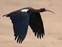 Small-Group Sri Lanka Birding Tour