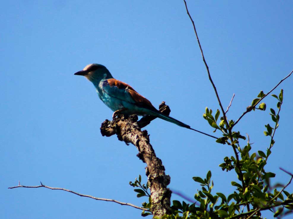 Private Three-Day Lake Mburo Birding Safari with Alex Gabiito