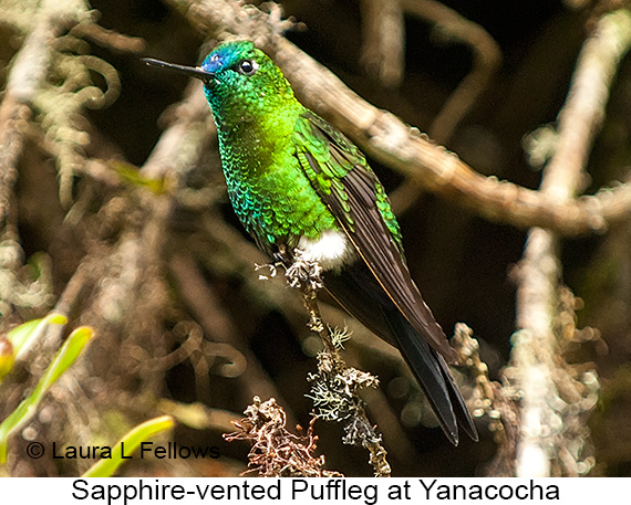 Small-Group Western Andes Birding Tour