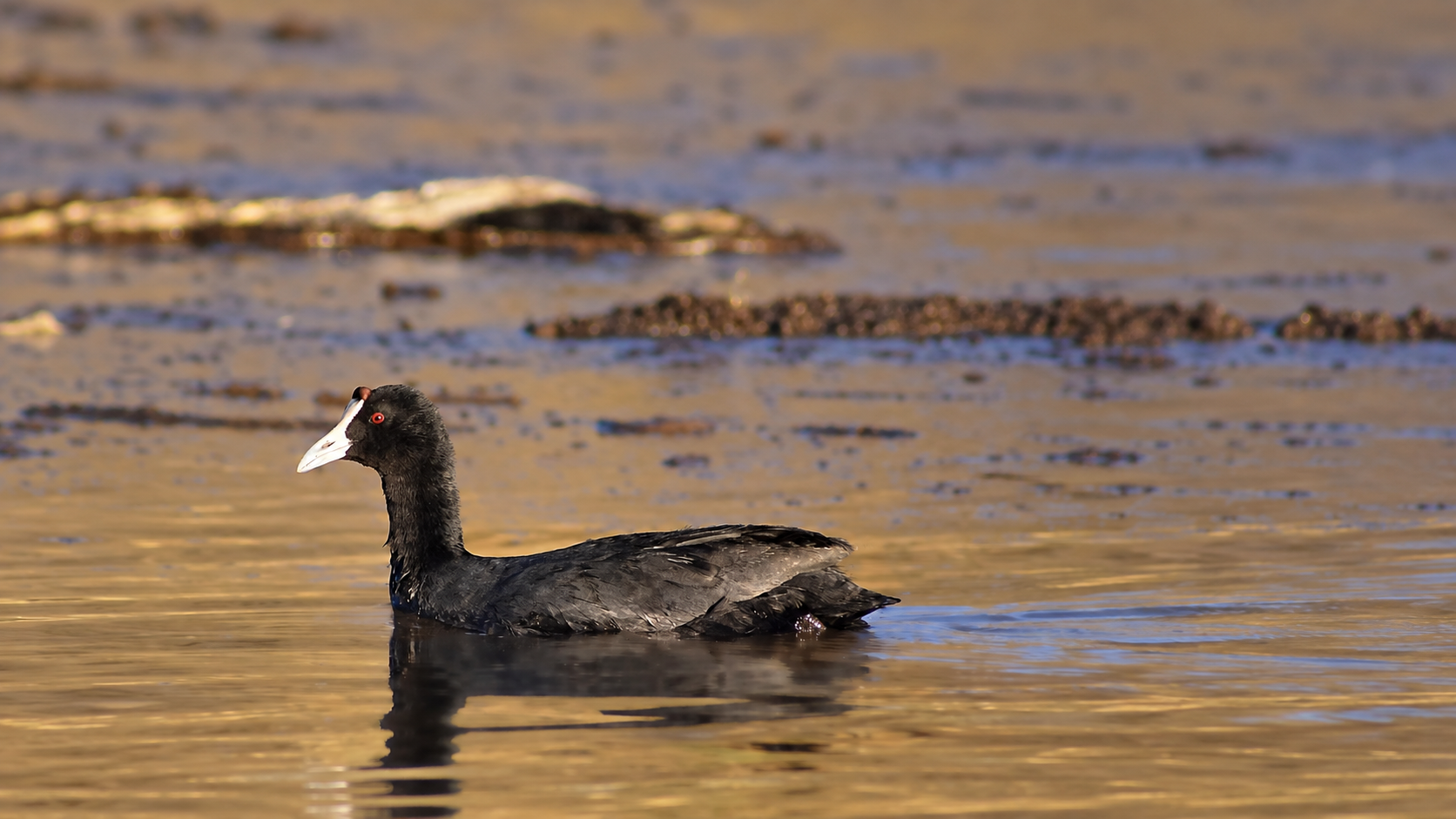 Avis Dam Birding Walk in Windhoek