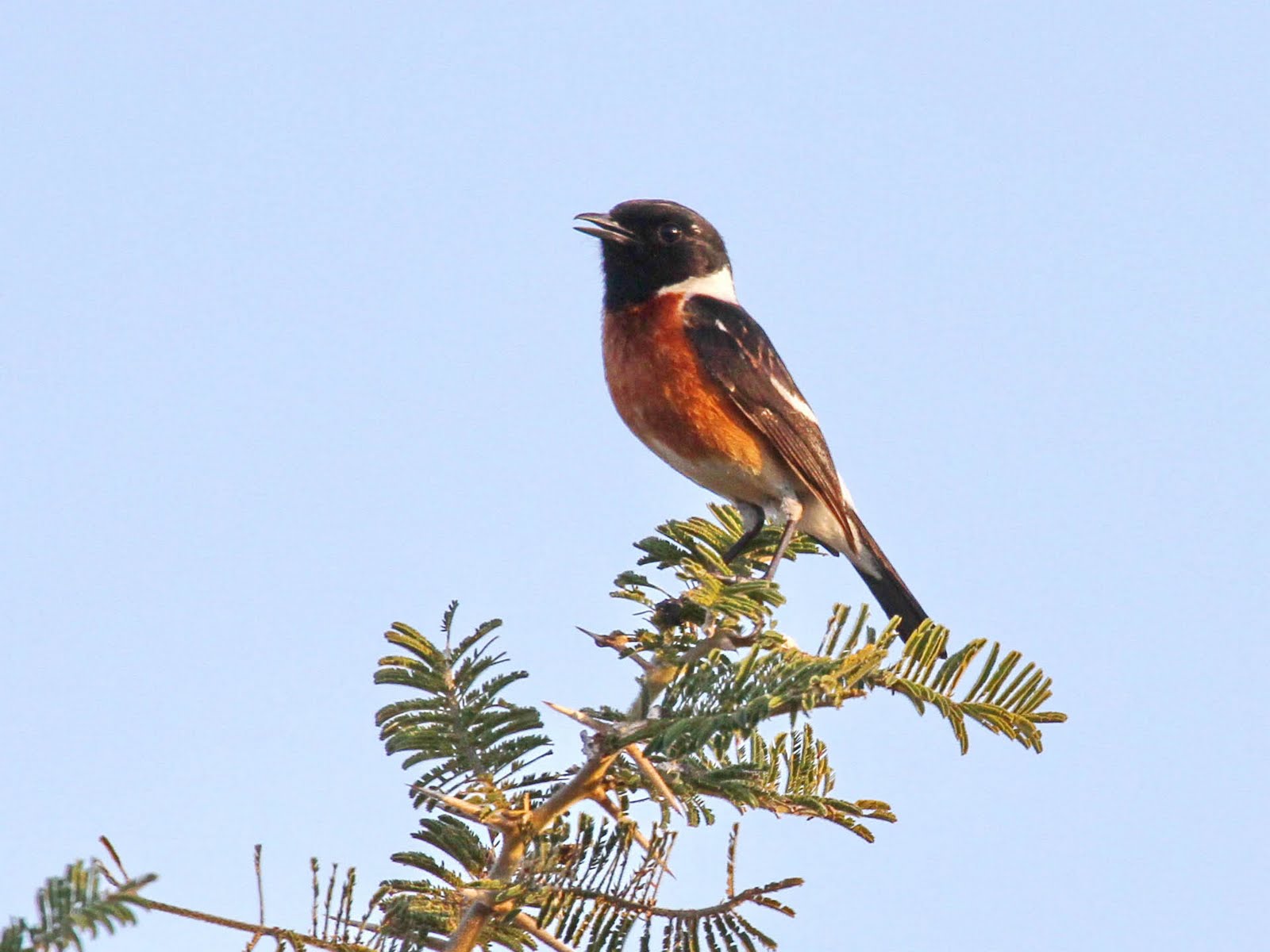 Private 2.5-Hour Soutpansberg Morning Bird Walk with Samson Mulaudzi