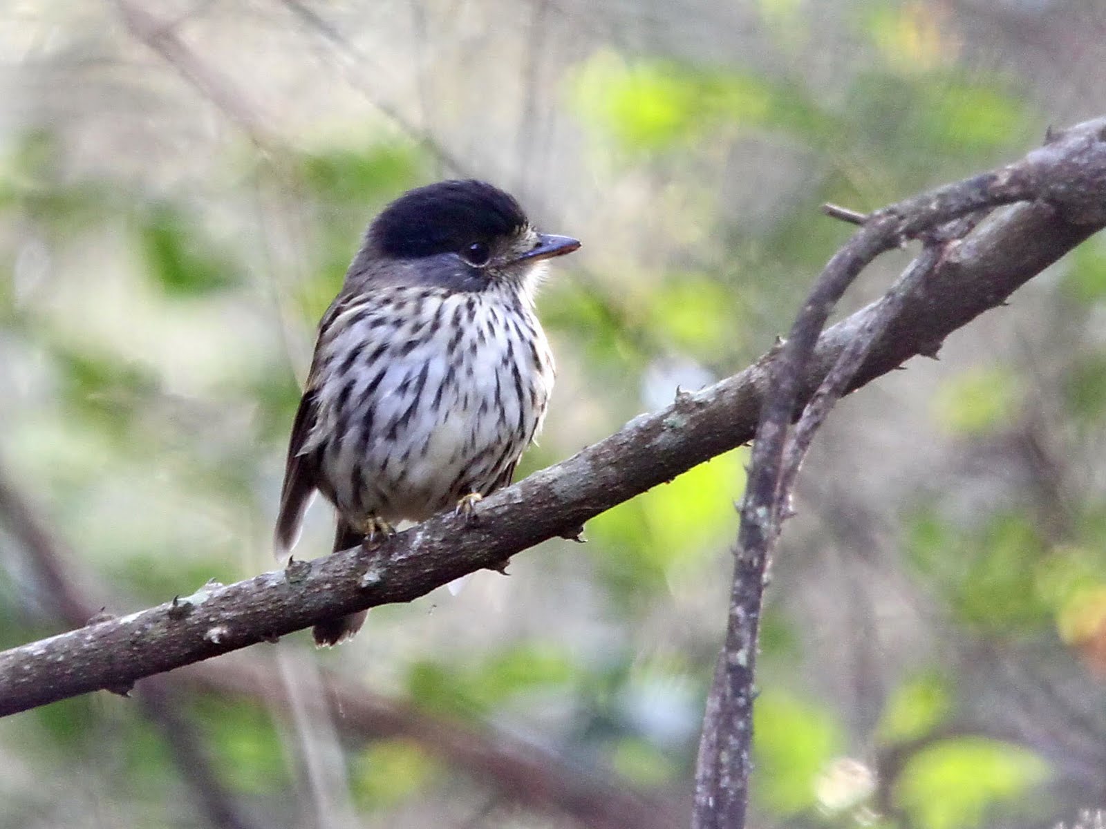 Private Roodewal and Muirhead Dams Half-Day Birding with Samson Mulaudzi