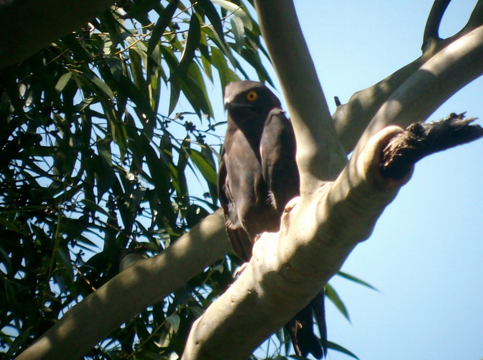 Private Entabeni and Hanglip Full-Day Birding with Samson Mulaudzi