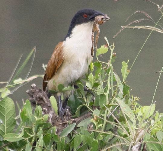 Private Northern Kruger Birding Day at Punda Maria or Pafuri with Samson Mulaudzi