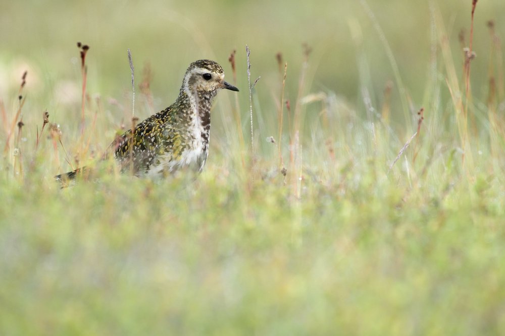 Skåne Private Full-Day Birding Tour