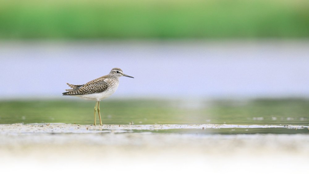 South of Copenhagen Private Birding Tour