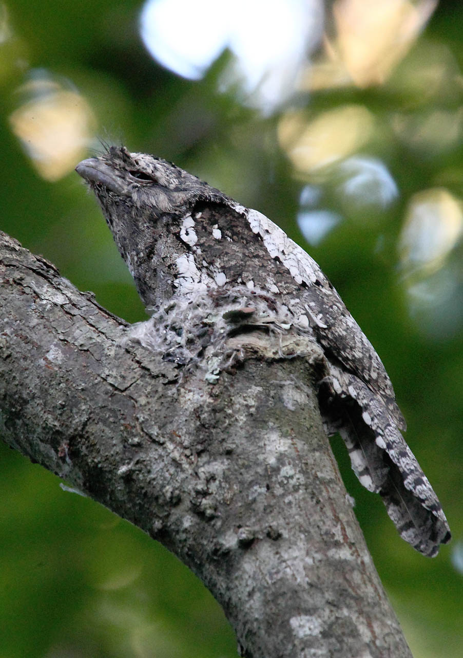 Talangama, Local Patch and Kitulgala Full-Day Birding