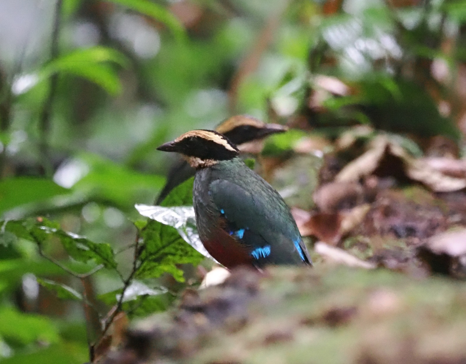 13-Day Uganda Birding and Primate Safari: Kibale, Bwindi and Mgahinga