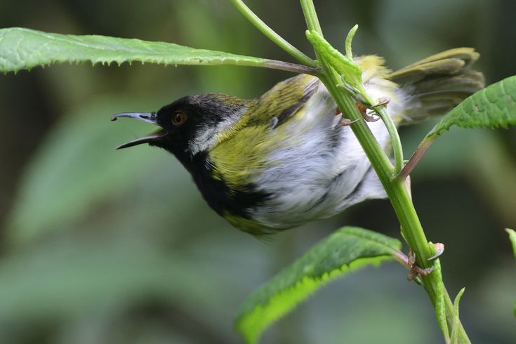 16-Day Uganda Albertine Rift Birding Safari