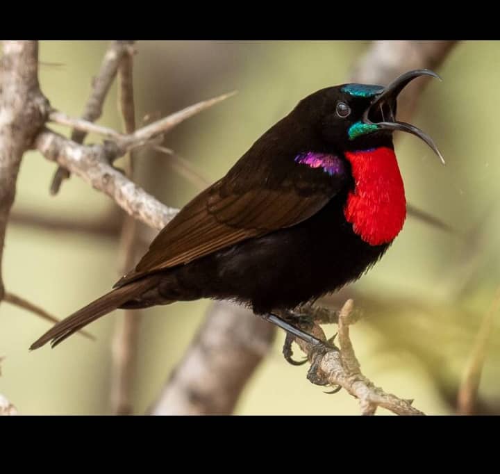 28-Day Uganda Birding Circuit: Mount Elgon, Kidepo and Albertine Rift