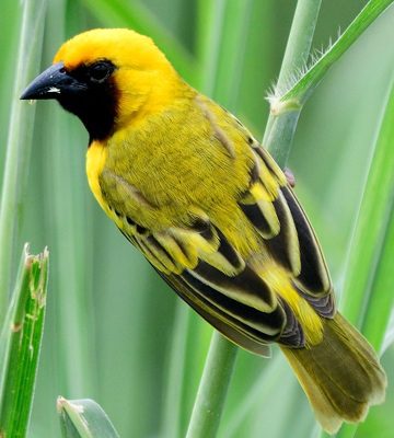 30-Day Remote Southwestern Tanzania Birding Tour
