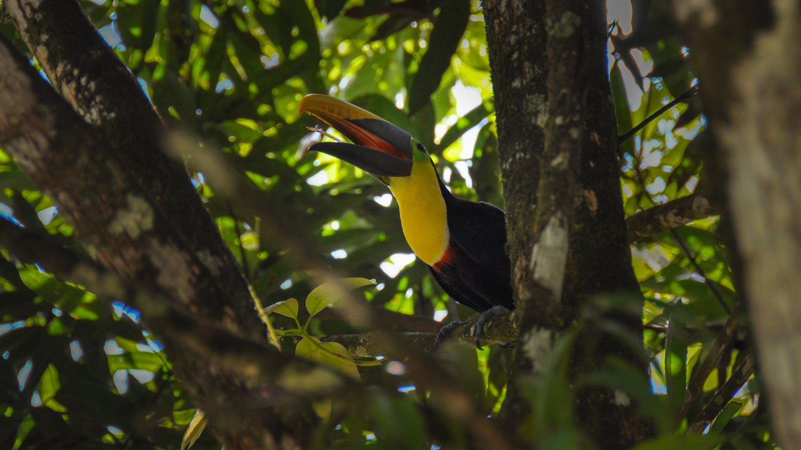Panama Birding Journey from Darién to Chiriquí