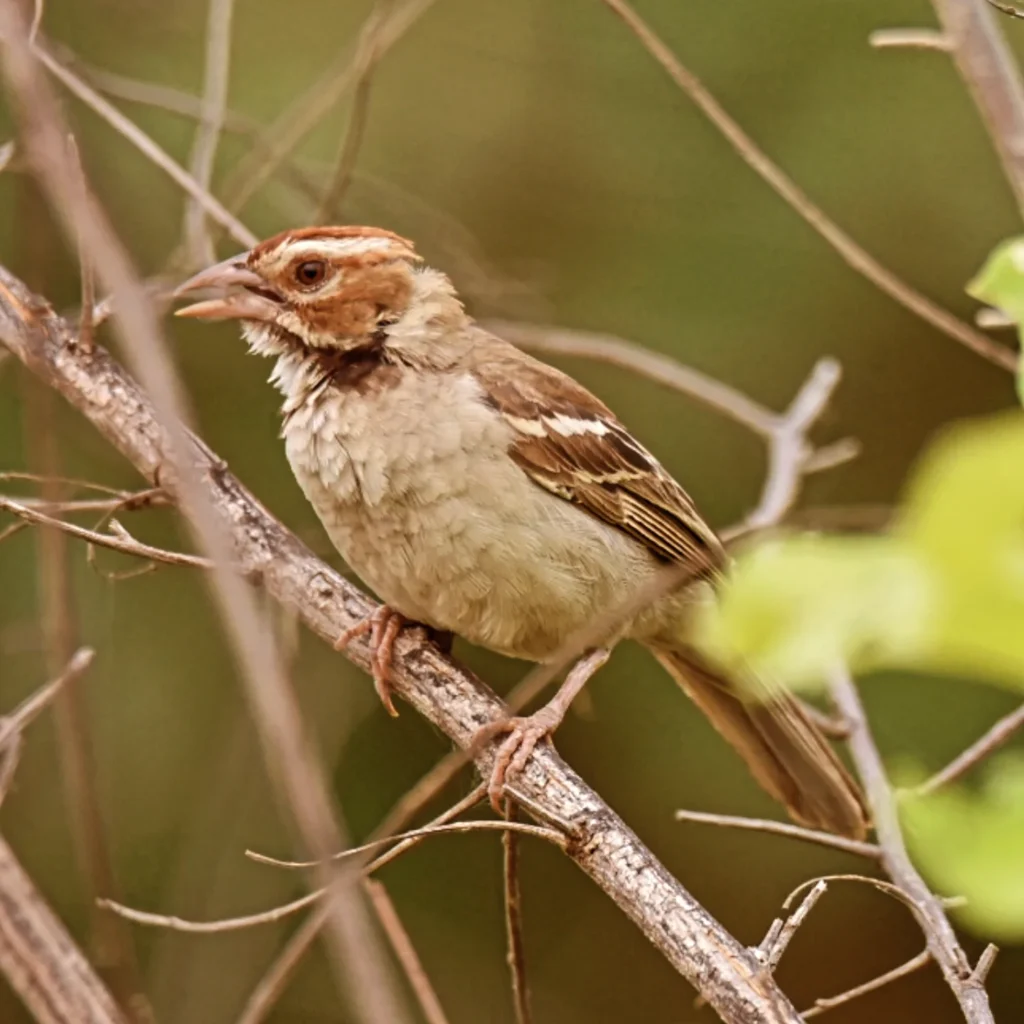11-Day Gambia Birding Expedition