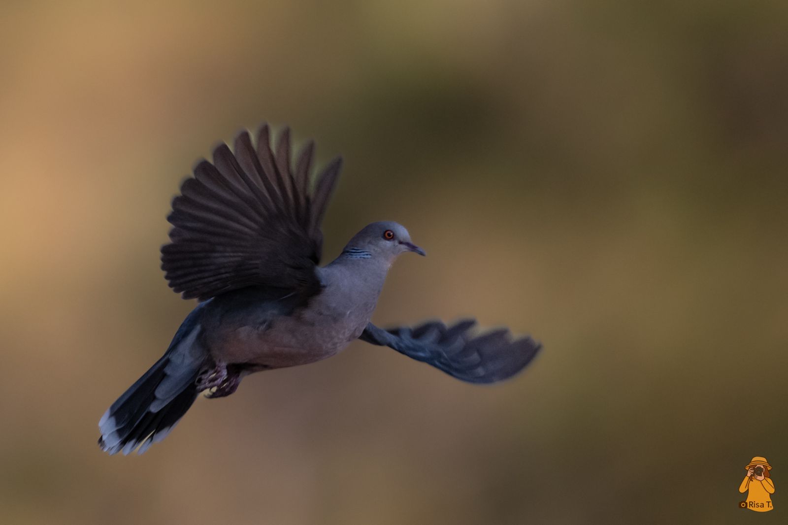 Doi Sanju Signature Birding Tour – Northern Thailand