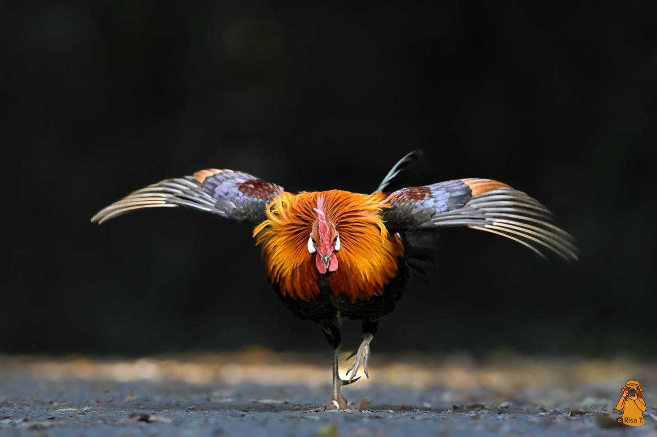 Thailand Highlights — Birdwatching & Wildlife Photography Expedition