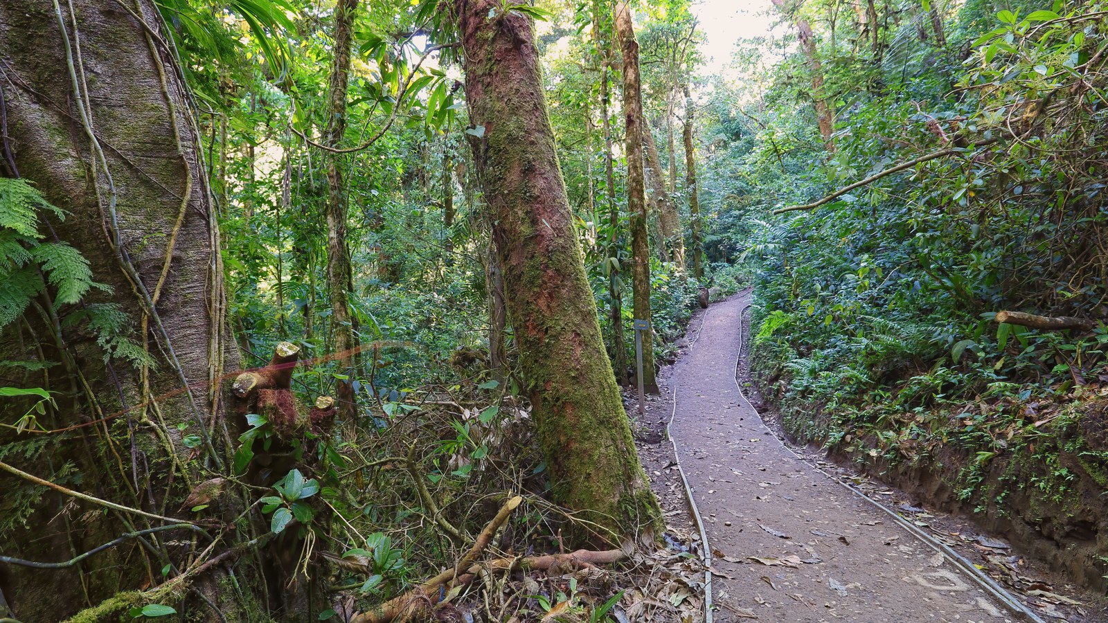 Monteverde Private Birdwatching Tour