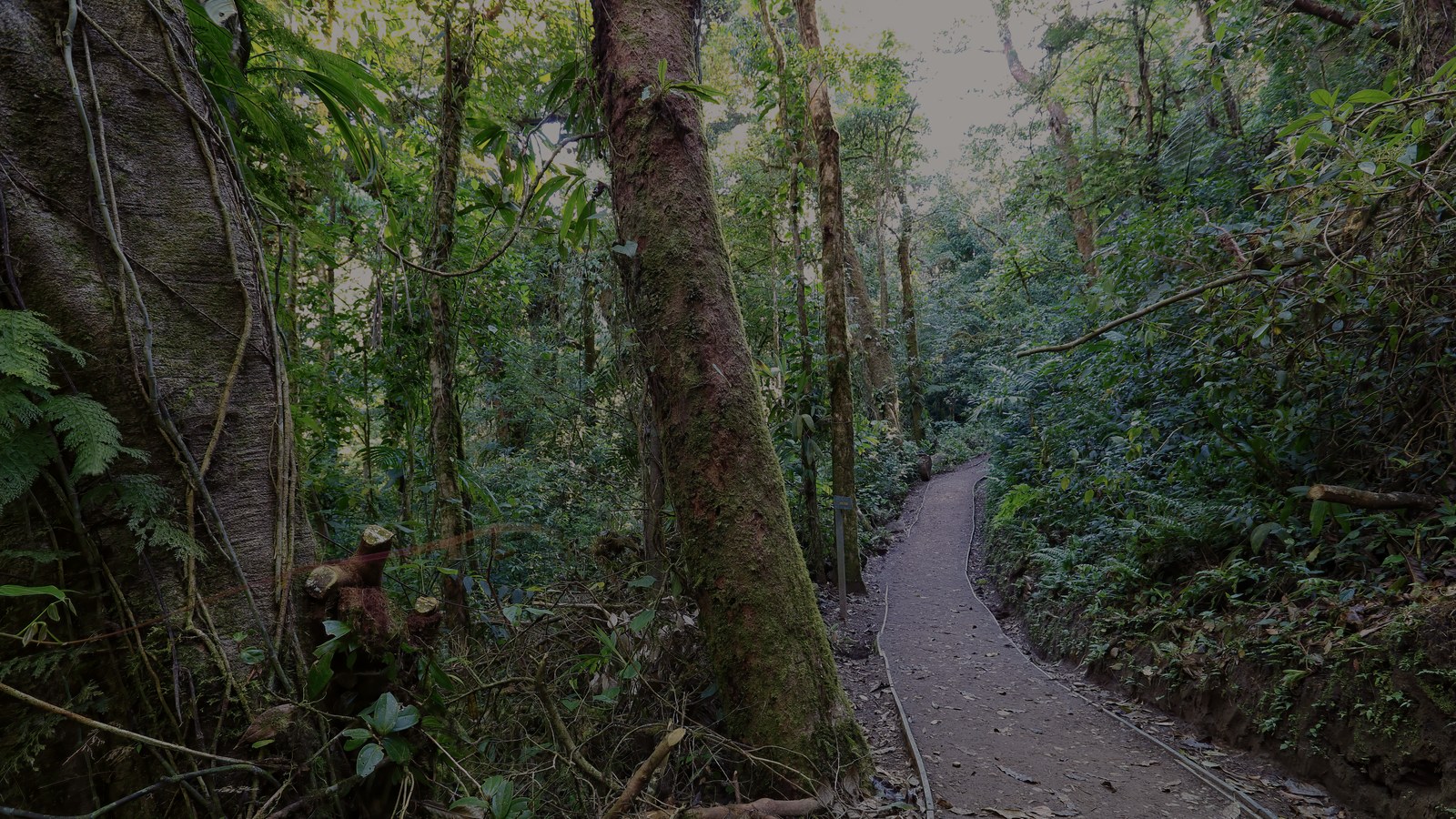 Monteverde Night Wildlife Walk