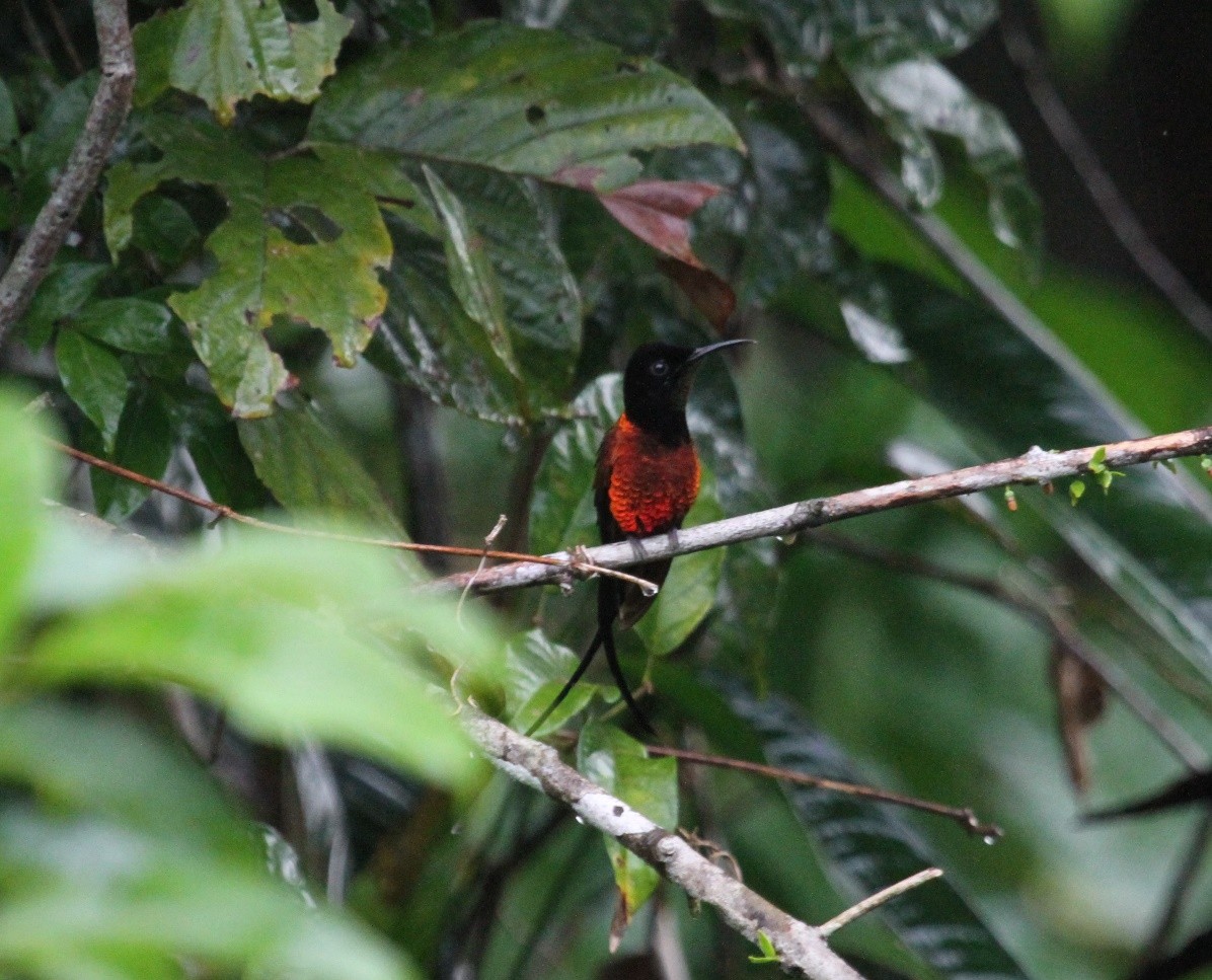 North Amazonia and Orinoco Basin Birding Tour