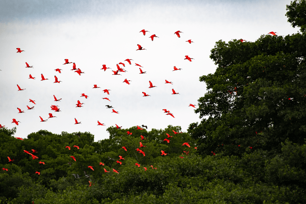 Signature Caroni Bird Sanctuary Boat Tour