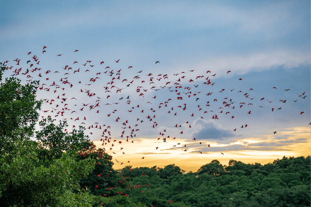 Trinidad and Tobago 10-Day Birding and Eco-Lodge Experience