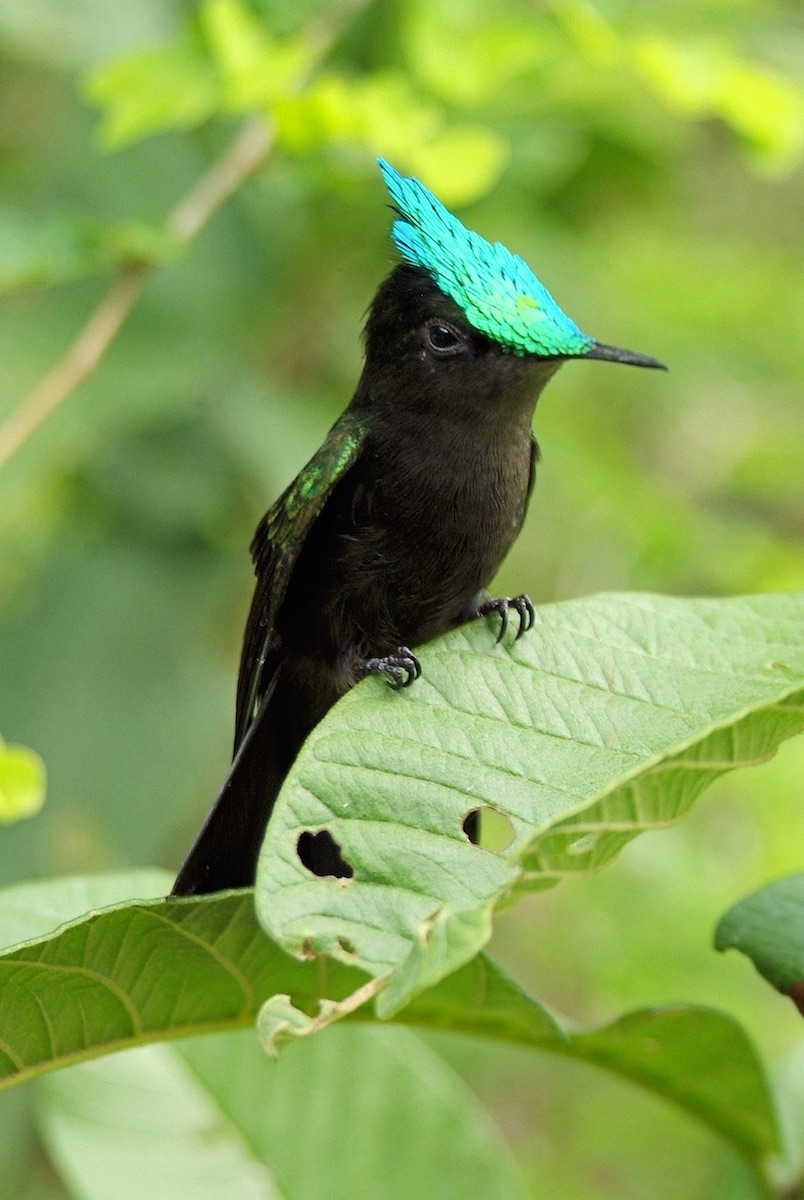 Dominica Half-Day Endemic Parrot Birding with Imperial Birding