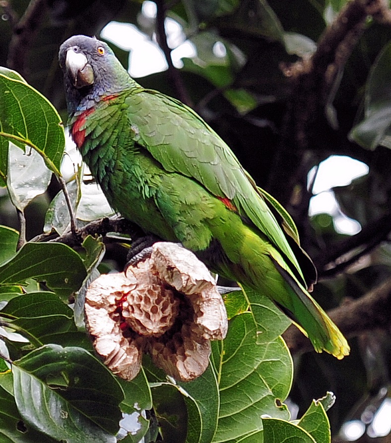 Dominica Full-Day Rainforest Birding and Endemics with Imperial Birding
