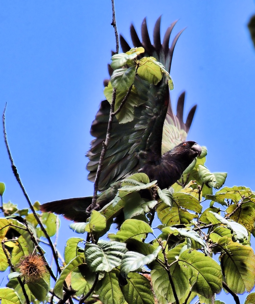 Dominica Multi-Day Custom Birding and Ecotourism Experience with Imperial Birding